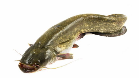 fish farming, catfish